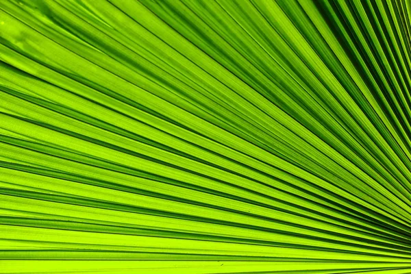 Linien und Texturen der grünen Palmblätter — Stockfoto