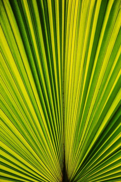 Image of green palm leaf — Stock Photo, Image