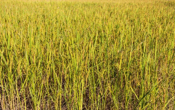 Champ de riz dans l'alimentation des terres agricoles de l'Asie en Thaïlande — Photo