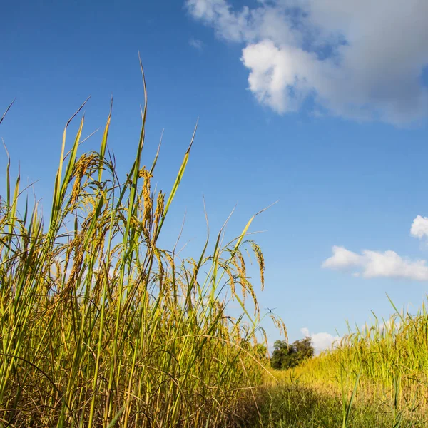 Érett hántolatlan rizs mező betakarításkor ellen, blue sky — Stock Fotó