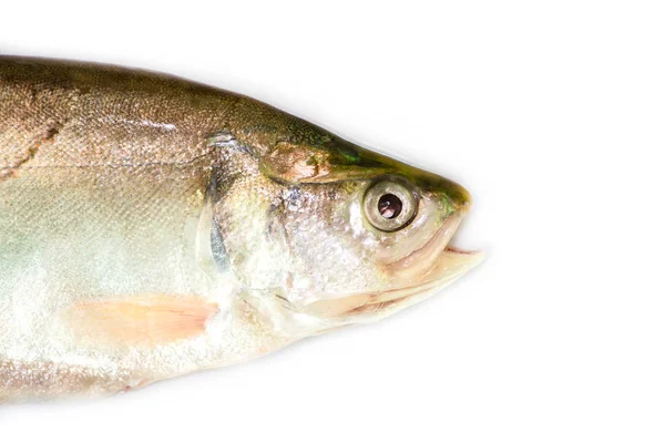 Royal knifefish isolated on a white background — Stock Photo, Image