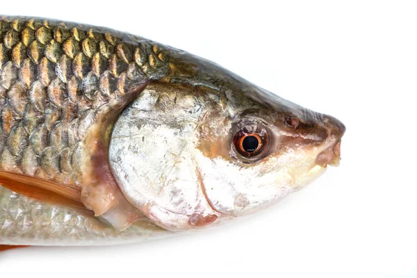 Fish head close-up — Stock Photo, Image