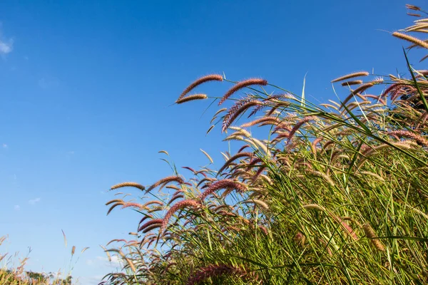 Pampas Grass with blue sky