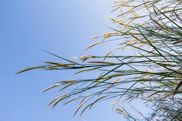 Plantas fofas contra um céu azul claro — Fotografia de Stock