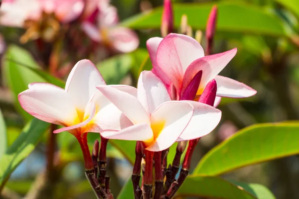 Flores Frangipani Jardín —  Fotos de Stock