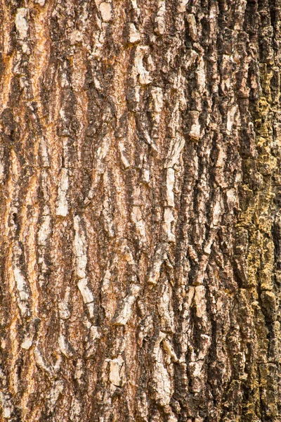 Textura de corteza de árbol backgtound — Foto de Stock