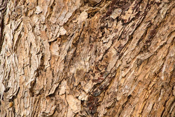 Bark Tree Texture Background — Stock Photo, Image