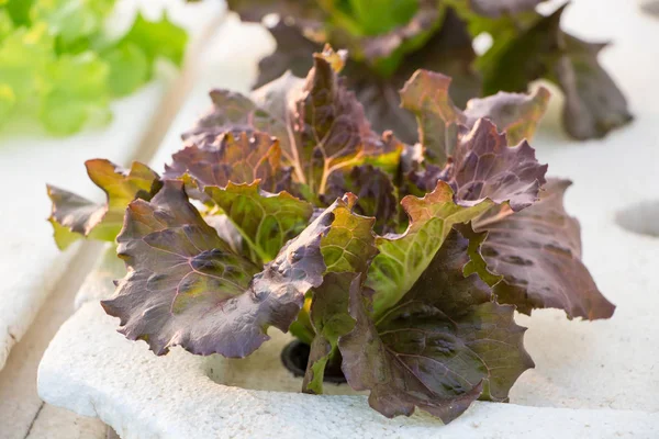 Hydroponic Kırmızı Meşe Sebze — Stok fotoğraf