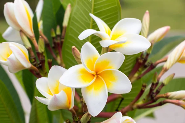 Плюмерия или цветок франджипани — стоковое фото