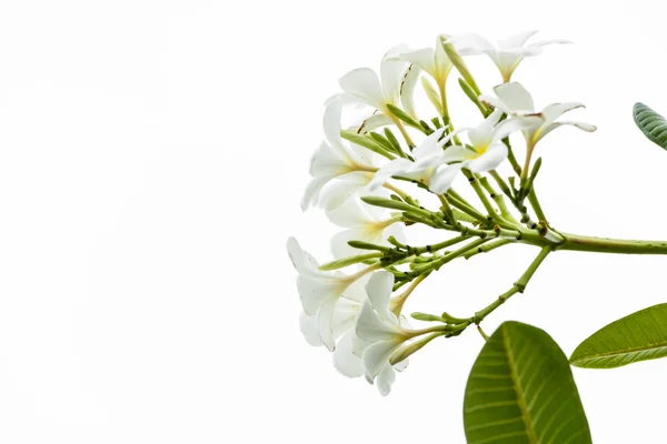 Leelawadee Blommor Närbild — Stockfoto