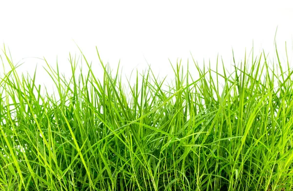 Green grass on white background — Stock Photo, Image