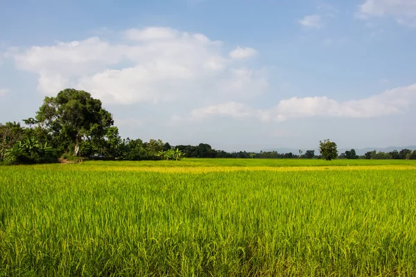Рисовые поля и глубокое голубое небо — стоковое фото