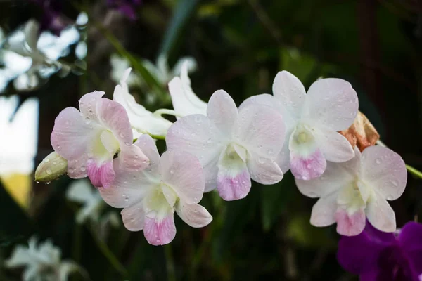 Orquídea blanca de cerca — Foto de Stock