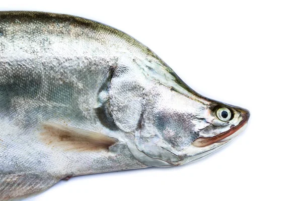 Notopterus chitala ψάρια σε λευκό φόντο — Φωτογραφία Αρχείου