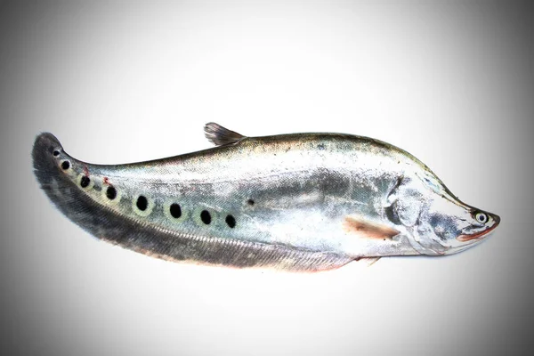 Notopterus chitala 新鮮な魚 — ストック写真