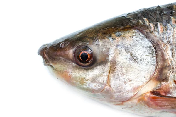 balık kafa yakın çekim