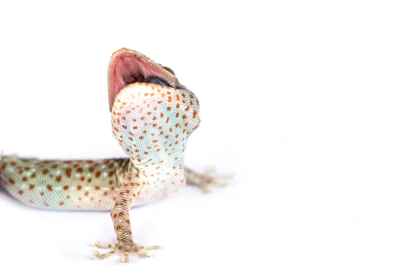 Tokay Gecko на белом фоне — стоковое фото