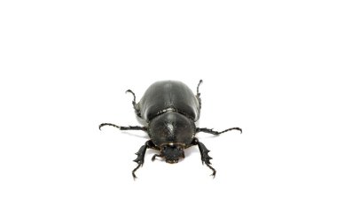 Beyaz arka plan üzerinde izole Rhinoceros beetle