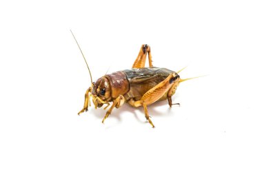 Gryllidae beyaz bir arka plan üzerinde.