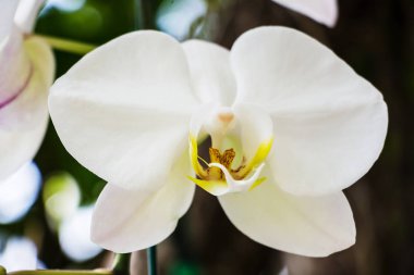 Beyaz orkide, kapat