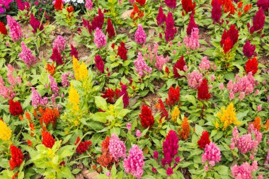 Güzel plumped celosia çiçek