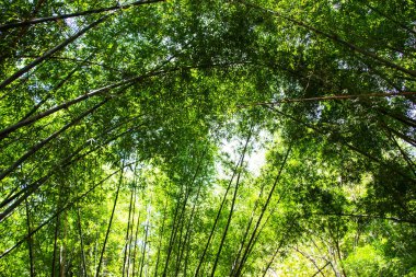 Taze yeşil Bambu Ormanı
