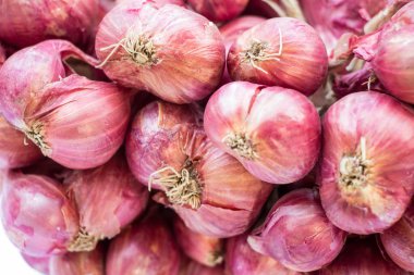 Soğancık soğan, özellikle botanik çeşitli türler Allium cepa türüdür.