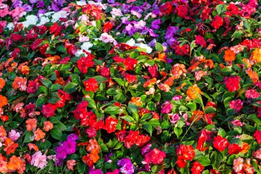 Bol bol bir yaz çiçek çiçek açan çok renkli Impatiens bitkiler