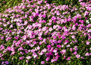 arka plan olarak balık pulları