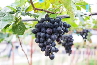 Blackopor üzüm ağacı üzerinde