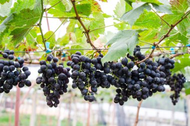 Asılı siyah üzüm