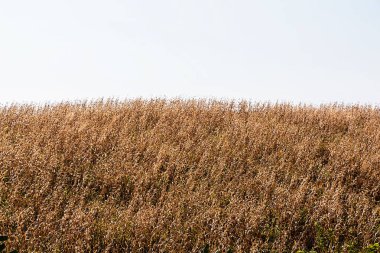 Mısır kurutma alanı