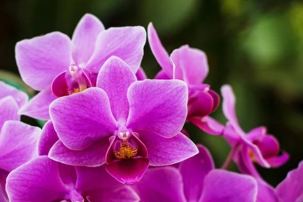 Hermosa orquídea rosa - phalaenopsis —  Fotos de Stock