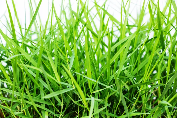 Close up on fresh green grass texture background — Stock Photo, Image