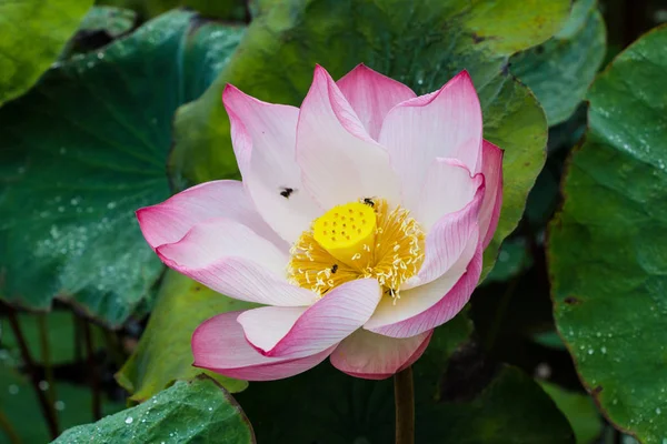 Lotus flower and Lotus flower plants — Stock Photo, Image