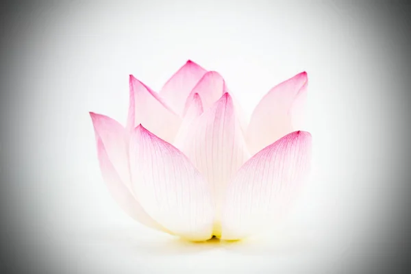Fleur de lotus isolée sur blanc — Photo