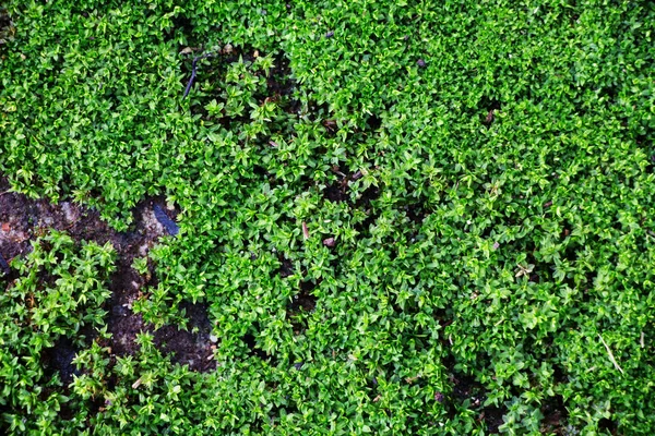 El musgo verde como fondo —  Fotos de Stock