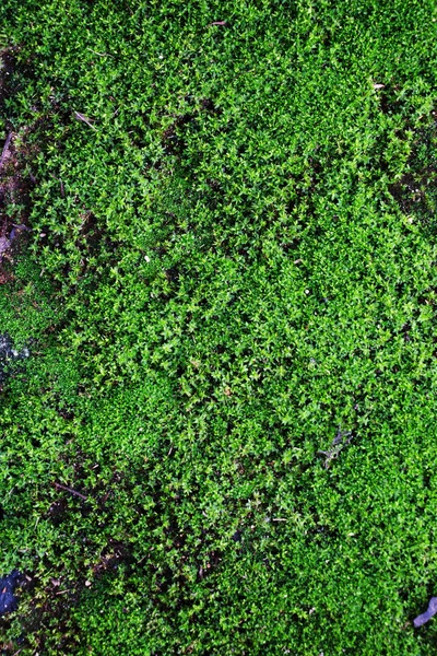 Muschio verde come sfondo — Foto Stock