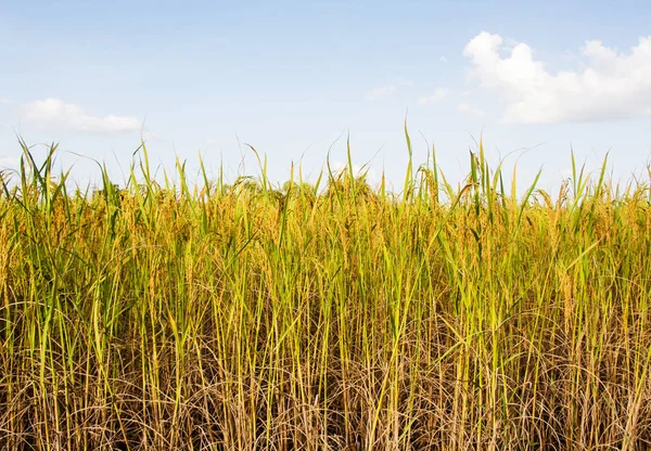 Reisfelder und tiefblauer Himmel — Stockfoto