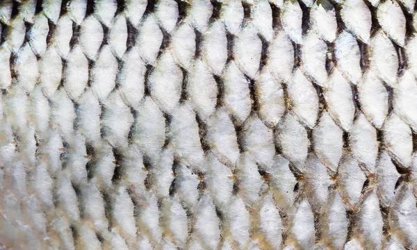 Texture of fish scales close-up — Stock Photo, Image