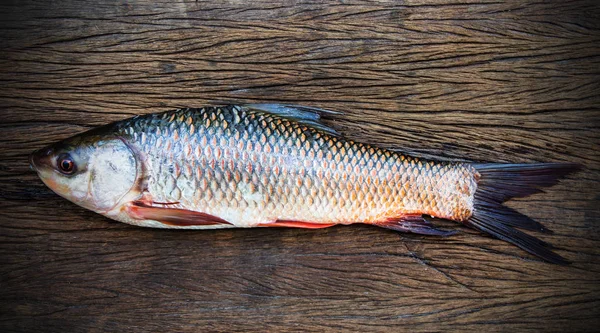 Probarbus jullieni питна вода риб — стокове фото
