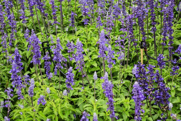 Hermosas flores de farinacea púrpura —  Fotos de Stock