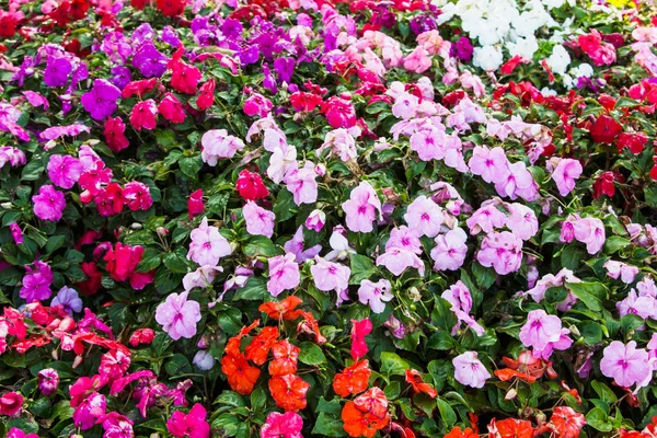 Όμορφη impatiens λουλούδια στον κήπο — Φωτογραφία Αρχείου