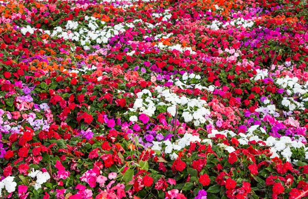 Impatiens πολύχρωμα λουλούδια φόντο — Φωτογραφία Αρχείου