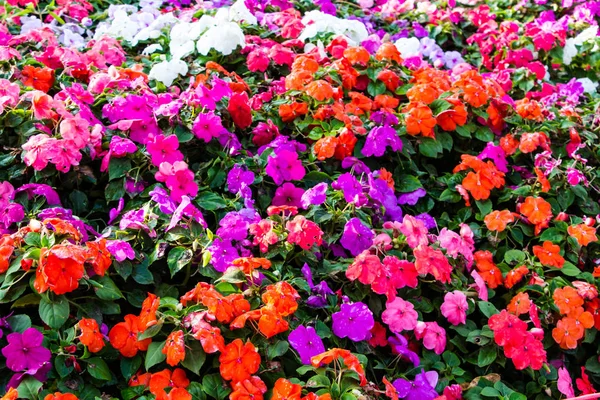 Horizontal bed of flowers — Stock Photo, Image