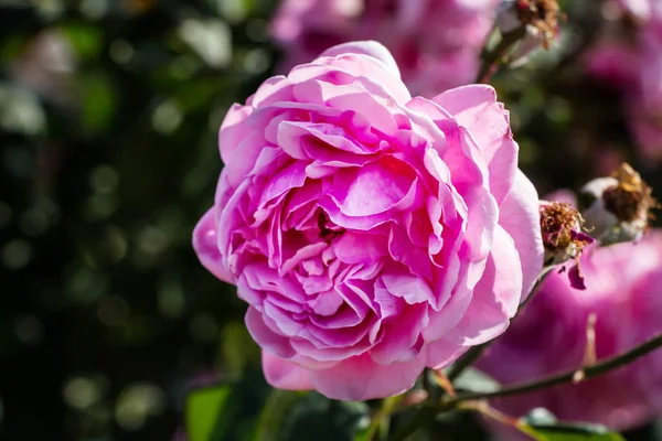 Prachtige roze roos in een tuin — Stockfoto