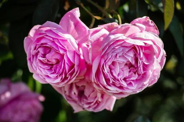 Hermosa rosa rosa en un jardín — Foto de Stock