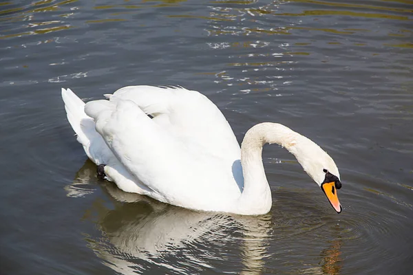 Bílá Labuť na jezero modré vody — Stock fotografie