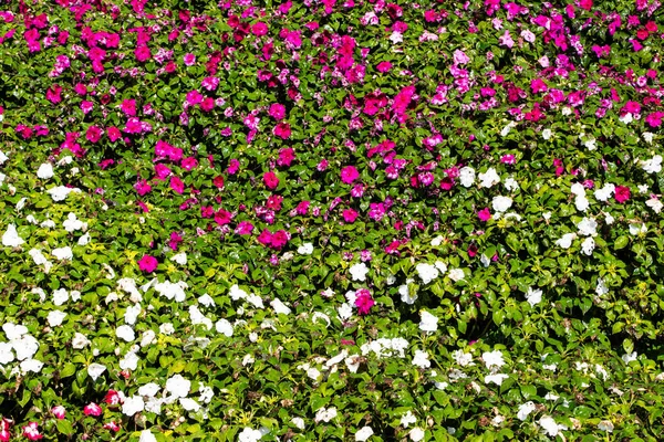夏にペチュニア花壇 — ストック写真