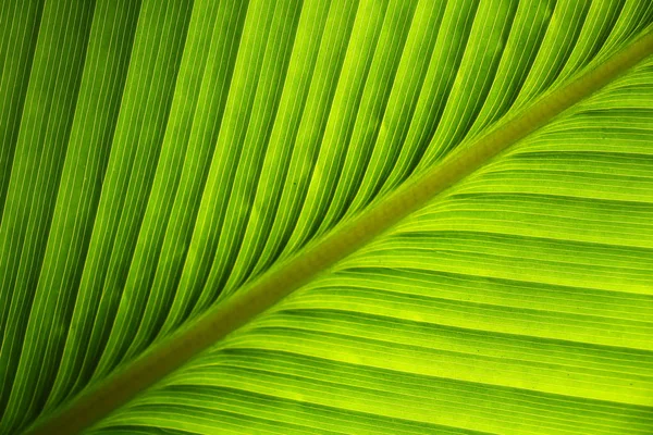 Textura zeleného listu jako pozadí — Stock fotografie